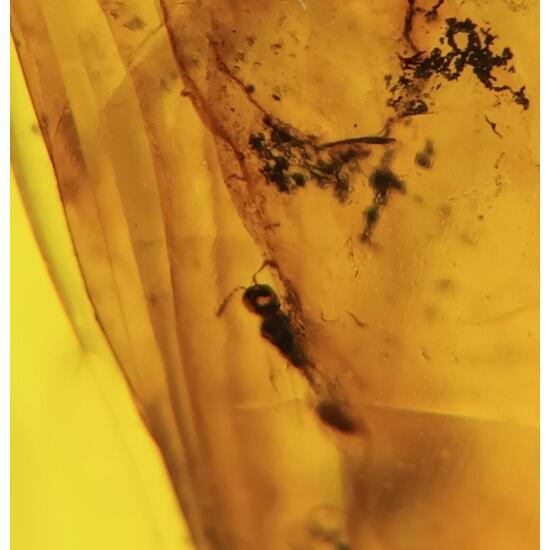 Amber With Inclusions