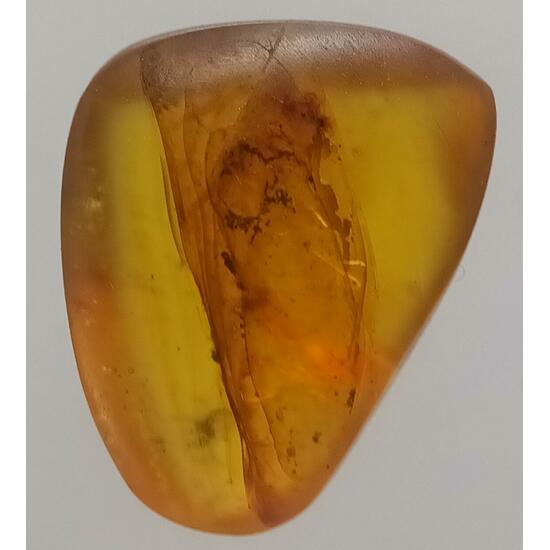 Amber With Inclusions