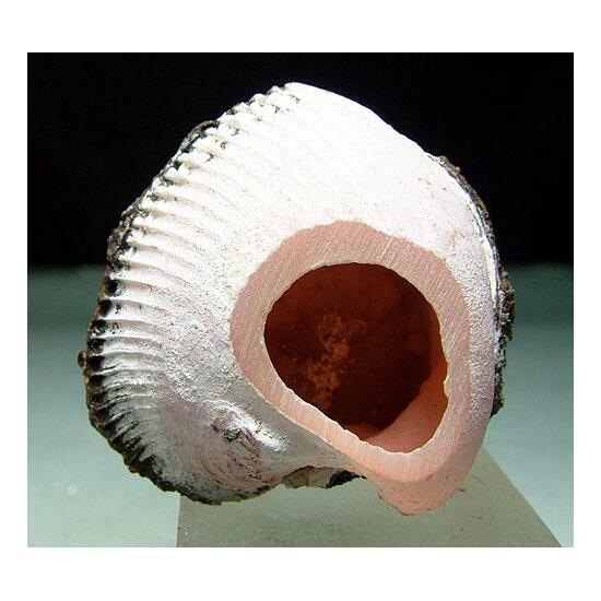 Rhodochrosite Psm Fossil Clam