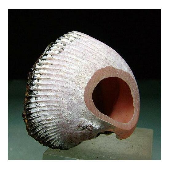 Rhodochrosite Psm Fossil Clam