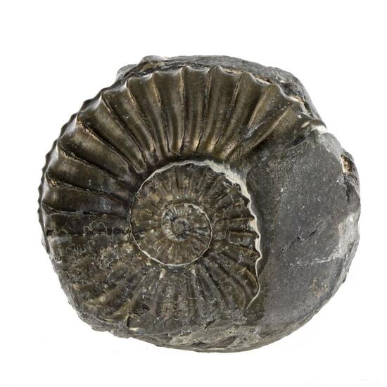 Pyritised Ammonite