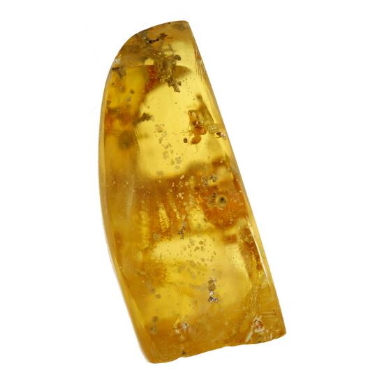 Amber With Termite Inclusions