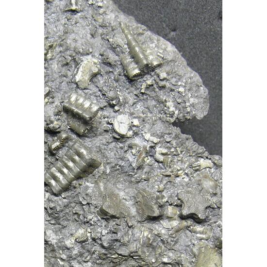 Pyrite Psm Fossil Crinoid Ammonite & Shell