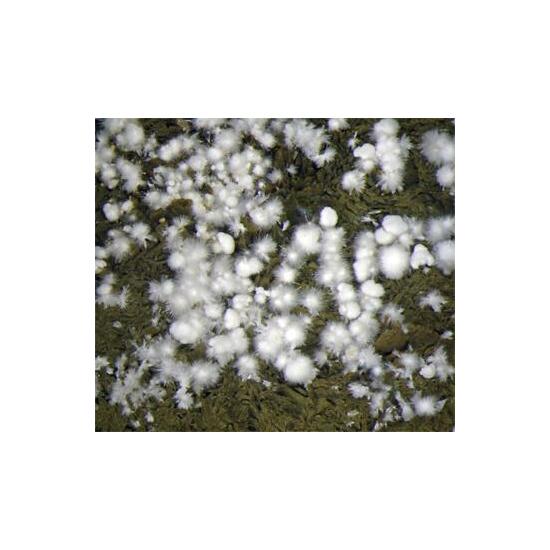Anapaite & Apatite